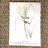 Double-sided ornithological setting