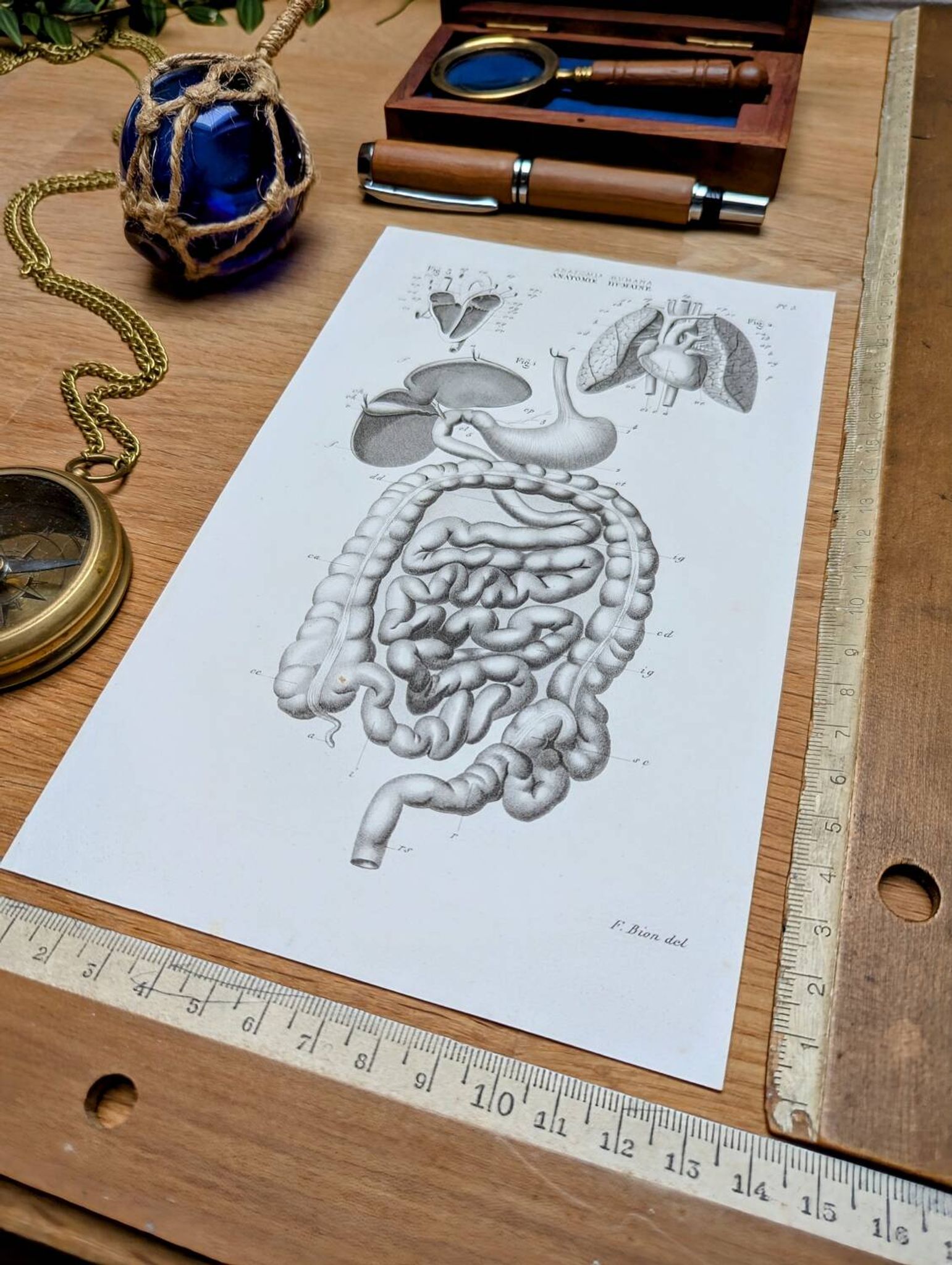 Printed in 1851, Digestive system, heart and lungs.