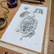 Printed in 1851, Digestive system, heart and lungs.