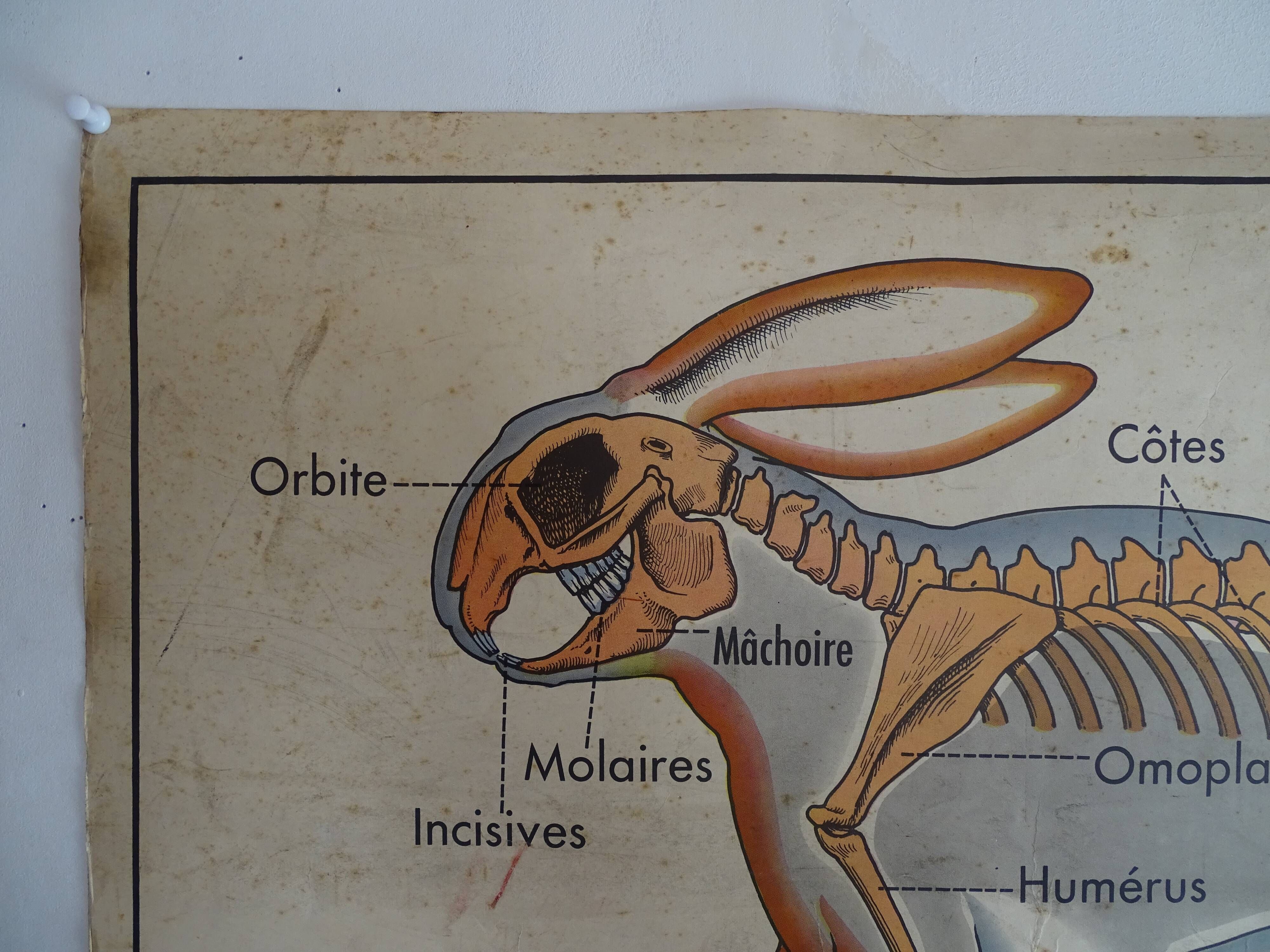 School poster on both sides anatomy insectivores and rabbit. MDI.1964