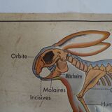 School poster on both sides anatomy insectivores and rabbit. MDI.1964