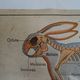 School poster on both sides anatomy insectivores and rabbit. MDI.1964