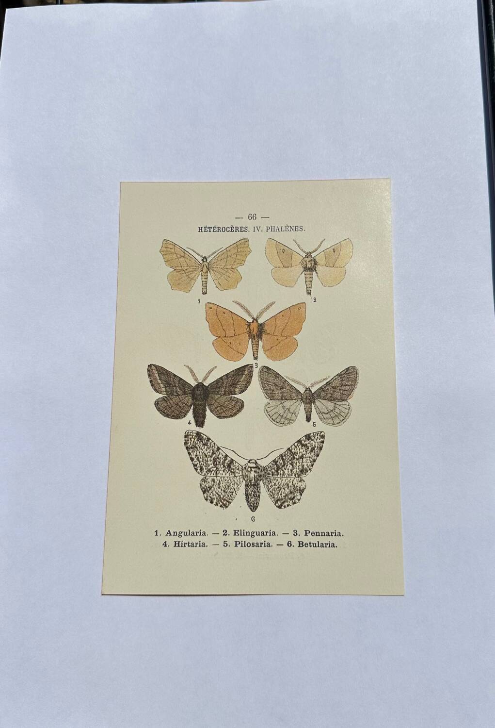 Botanical engraving butterflies double-sided naturalist plate Etching