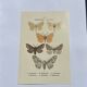 Botanical engraving butterflies double-sided naturalist plate Etching