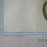 Framed botanical poster