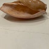 Shell volute