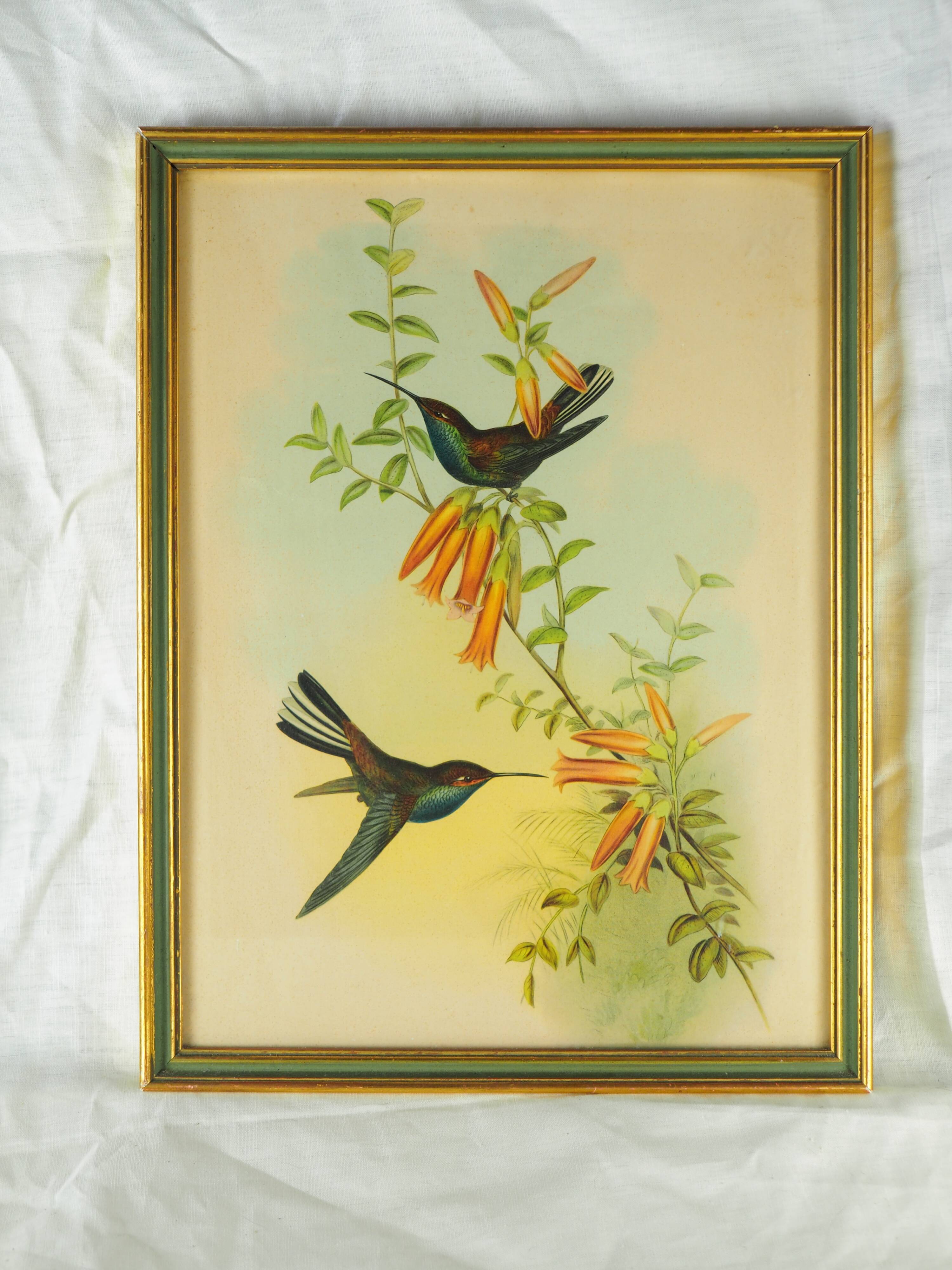 Lithography with Bouguer's Hummingbird foraging (Urochroa bougieri) - J. Gould and H.C. Richter - Mid-XIXth