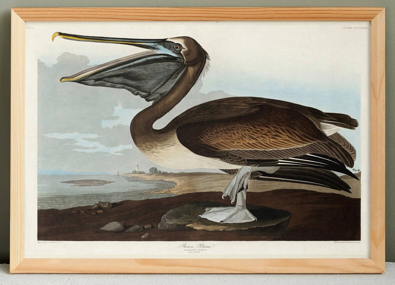 Poster about the Brown Pelican, based on an old engraving from 1827.