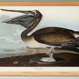 Poster about the Brown Pelican, based on an old engraving from 1827.