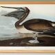 Poster about the Brown Pelican, based on an old engraving from 1827.