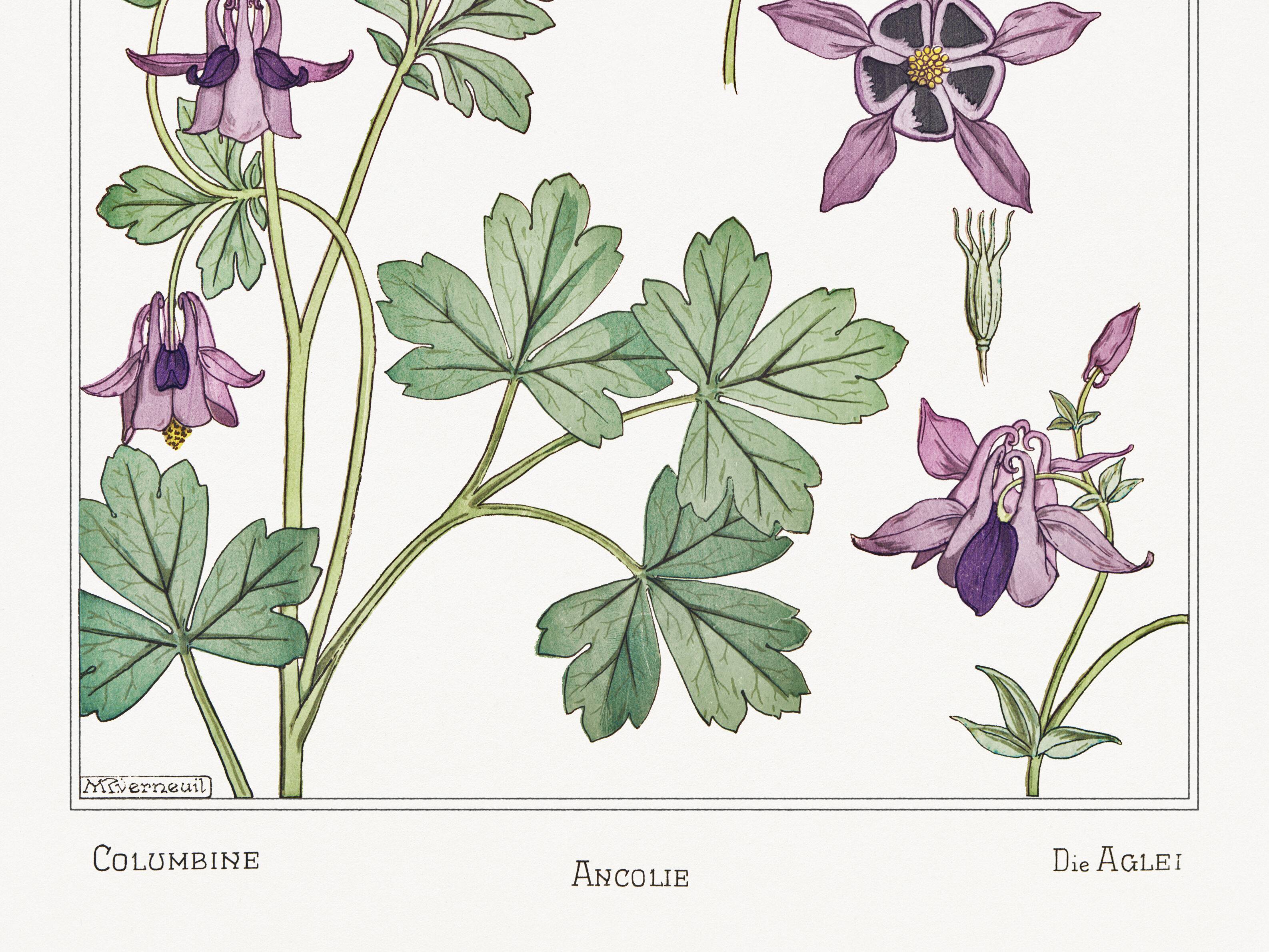 Affiche “Ancolie – Columbine”, d’après une lithographie art nouveau de 1897