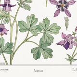 Affiche “Ancolie – Columbine”, d’après une lithographie art nouveau de 1897
