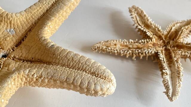 Vintage starfish
