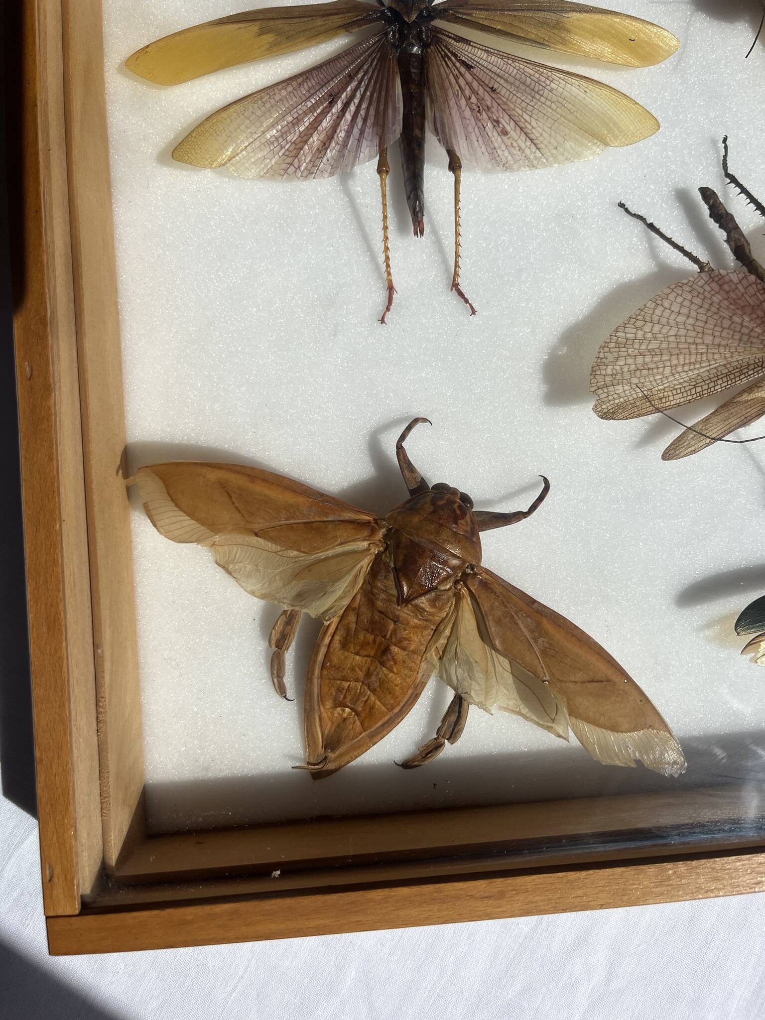 Framed giant insects, entomology collection