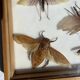 Framed giant insects, entomology collection