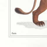 Set of 3 chimera lithograph animal engraving