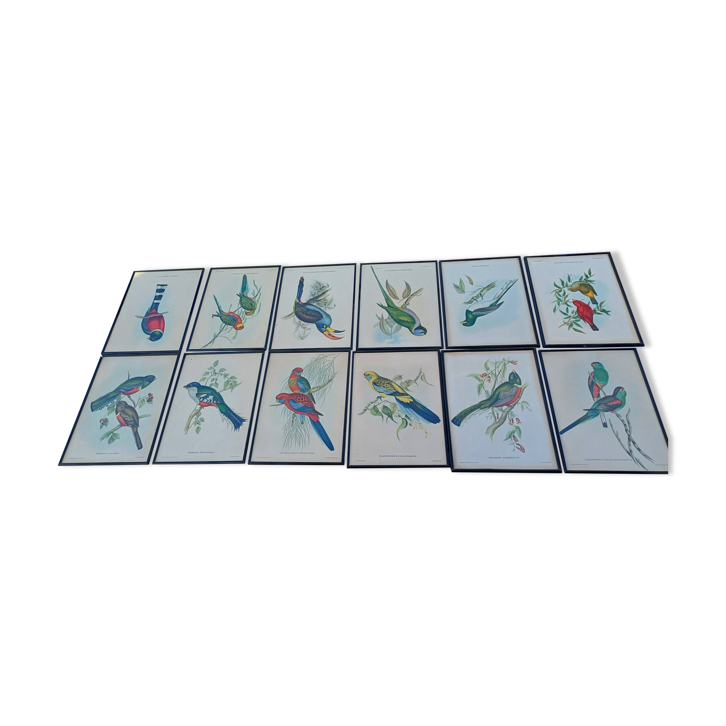 12 Lithographs “Birds of the World”