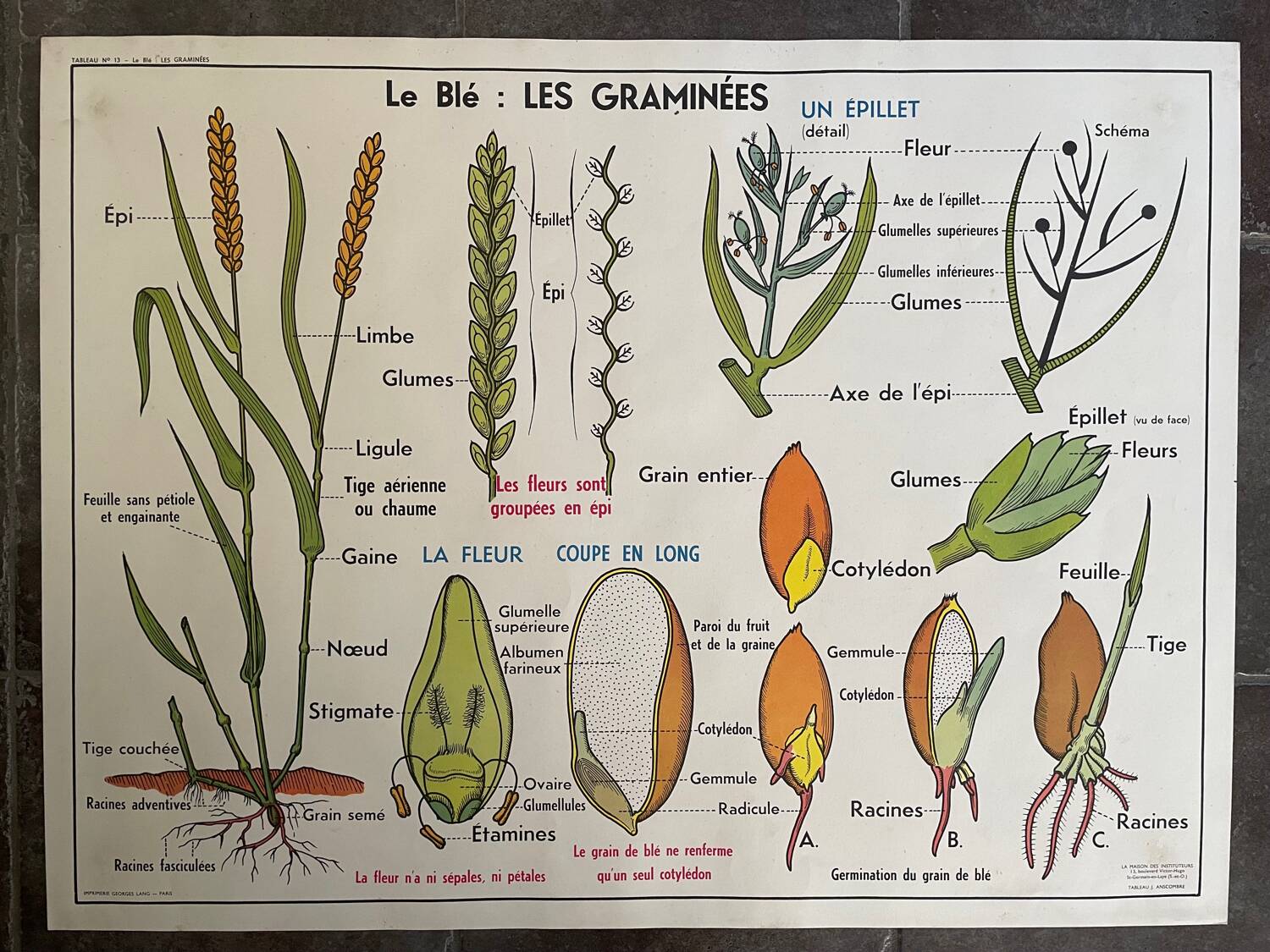 Ancienne affiche pédagogique scolaire, école