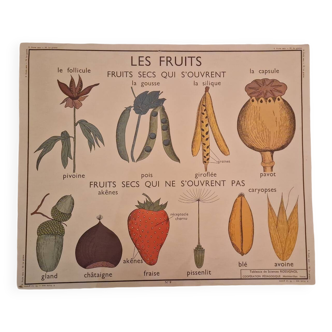 Rossignol vintage school poster from the 50s, botanical fruits