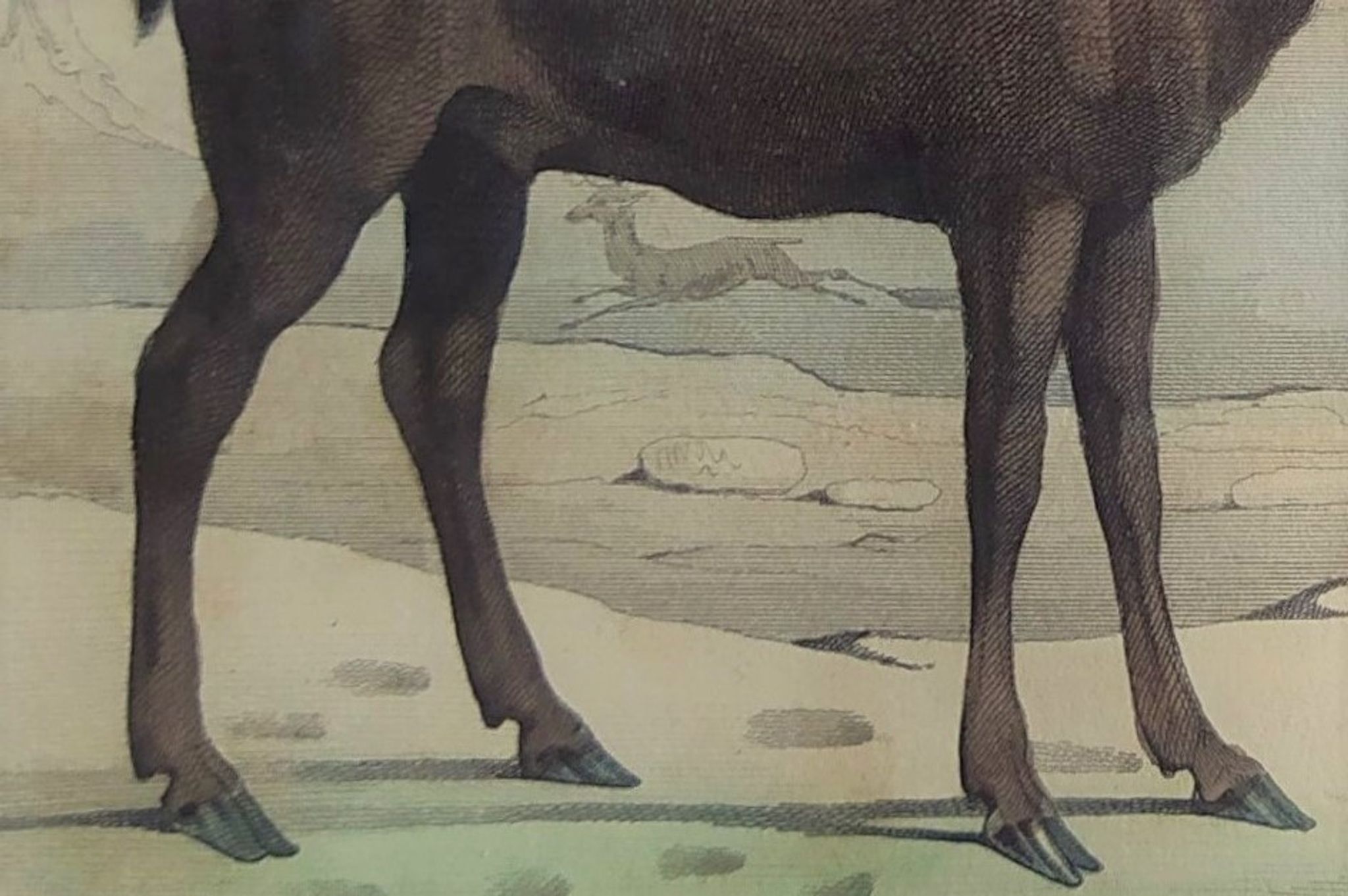 Original Zoological Board " Elan & Reindeer - Buffon 1836