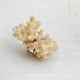 White coral