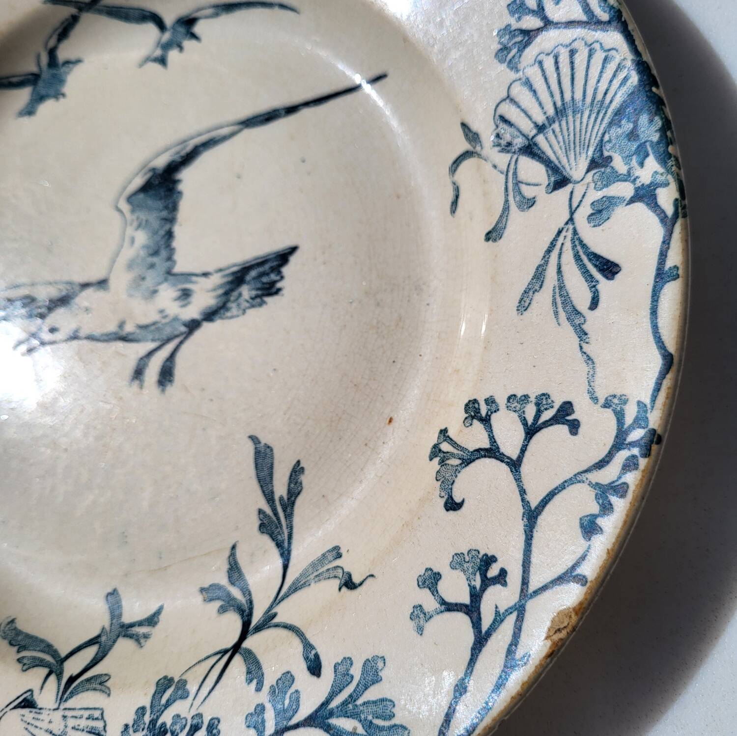 Plate Earth & Sea Seagulls & Seashells