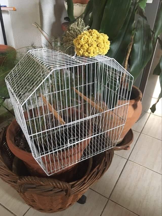Old bird cage decoration