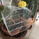 Old bird cage decoration
