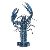 "Lucie", the lobster, art print 21/29.7 cm