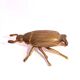 Ashtray with lid in the shape of a beetle in gilt bronze