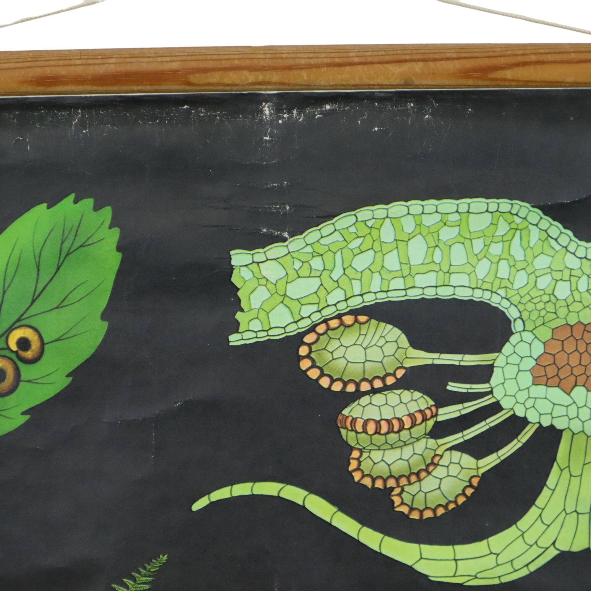 Large Vintage School Map The Fern Jung Koch Quentell 117cm