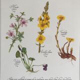 Vintage botanical board