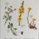 Vintage botanical board