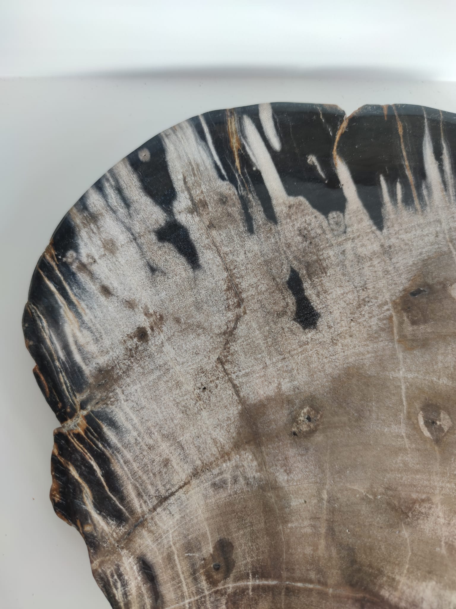 Large empty pocket or flat petrified wood - 24,5cm