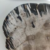 Large empty pocket or flat petrified wood - 24,5cm
