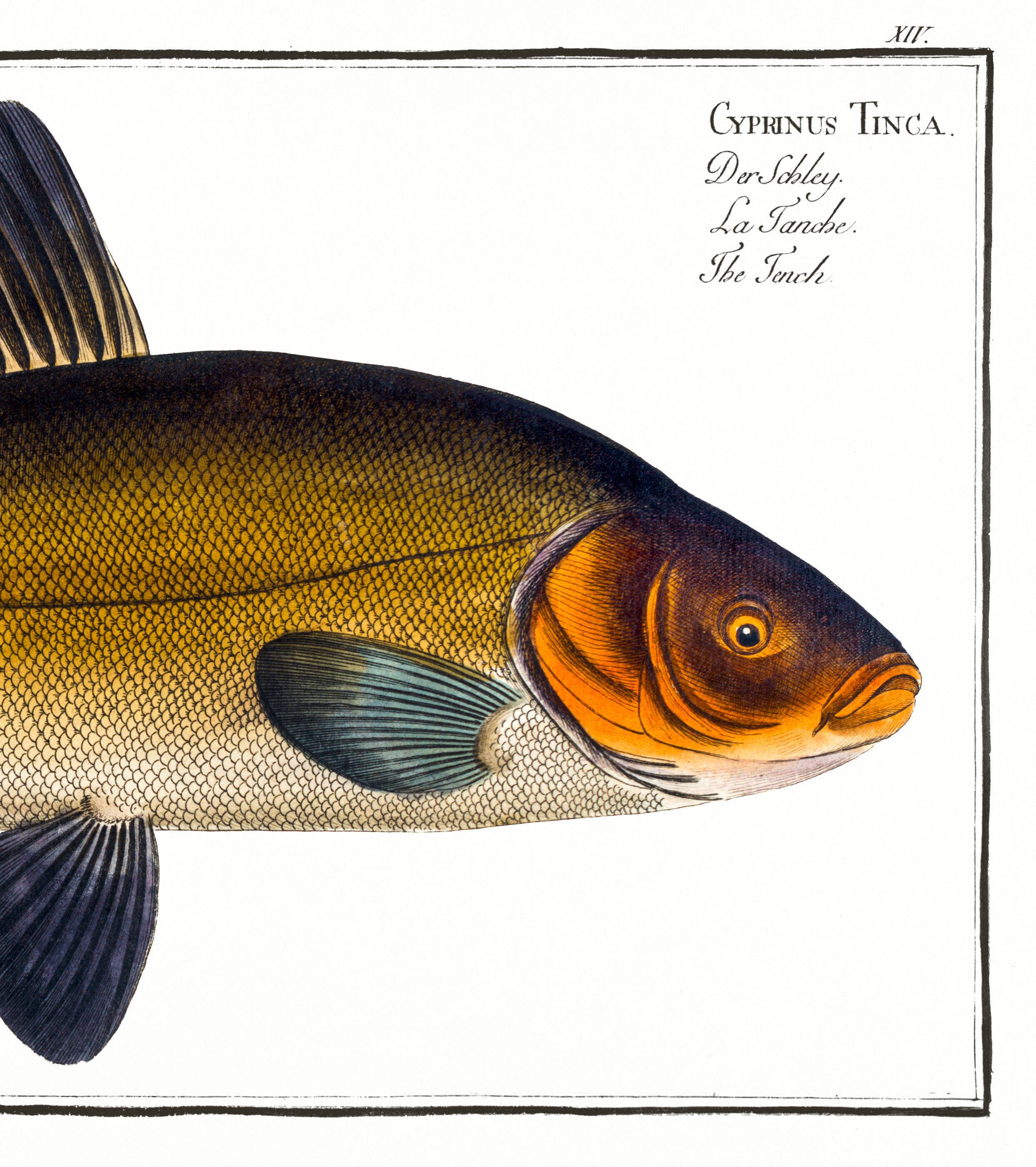 Poster about the golden tench, based on an old engraving from 1746.