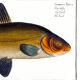 Poster about the golden tench, based on an old engraving from 1746.