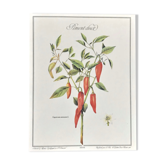 Botanical board the sweet pepper