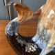 Fish carafe