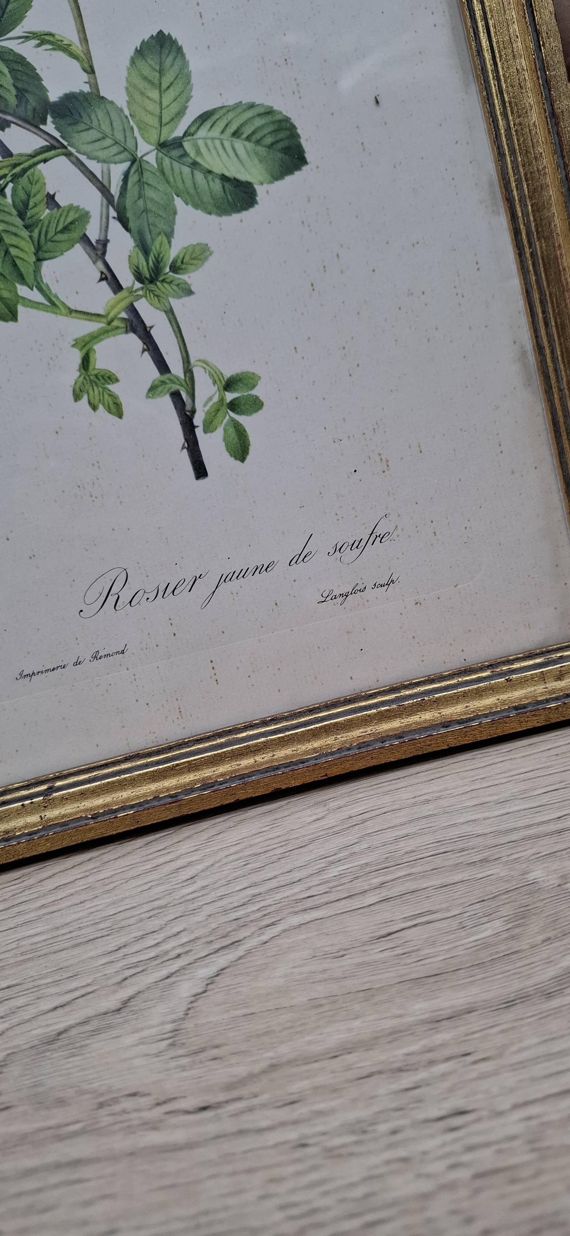 Botanical lithograph Yellow Sulphur Rose PJ Redouté