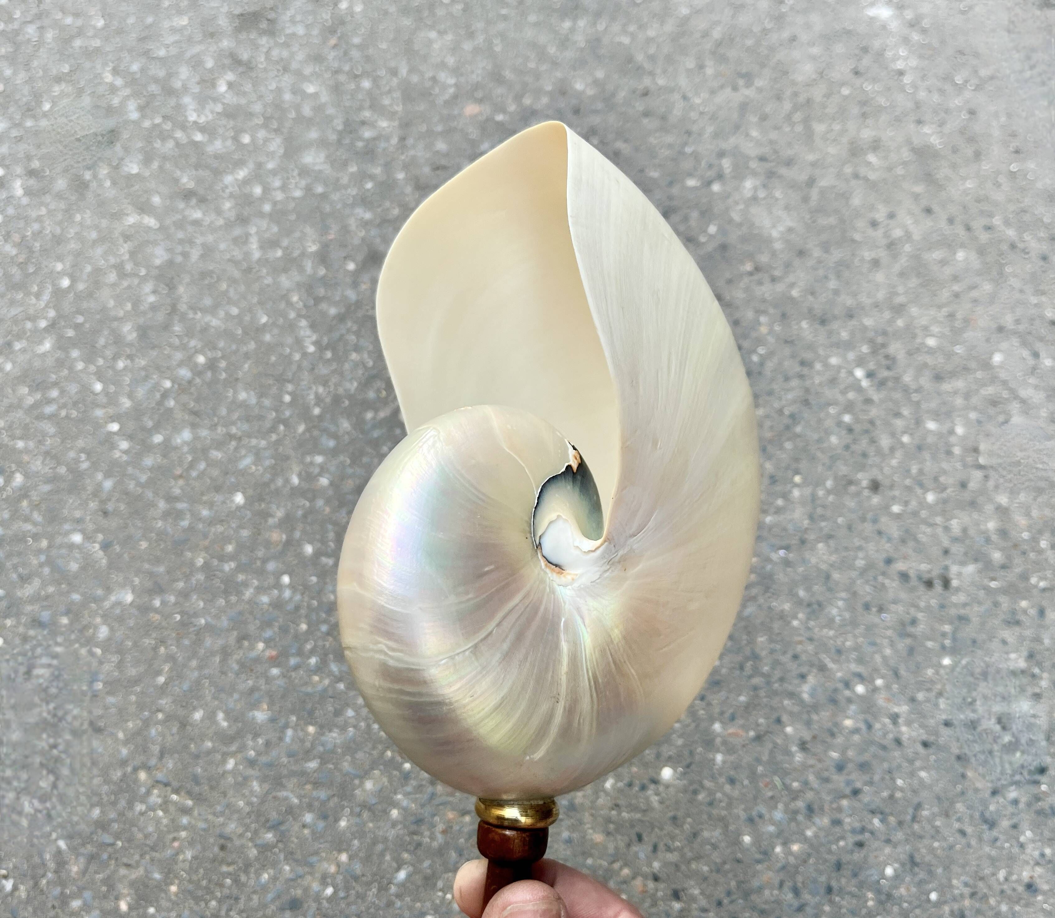 Large pearly Nautilus shell on turned wooden base, old vintage cabinet of curiosities