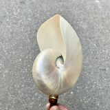 Large pearly Nautilus shell on turned wooden base, old vintage cabinet of curiosities