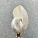 Large pearly Nautilus shell on turned wooden base, old vintage cabinet of curiosities
