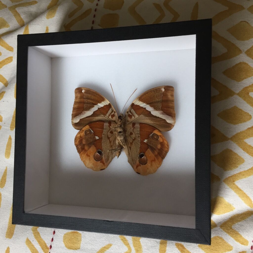 Brown Butterfly framed Deyrolle curiosity cabinet