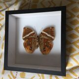 Brown Butterfly framed Deyrolle curiosity cabinet