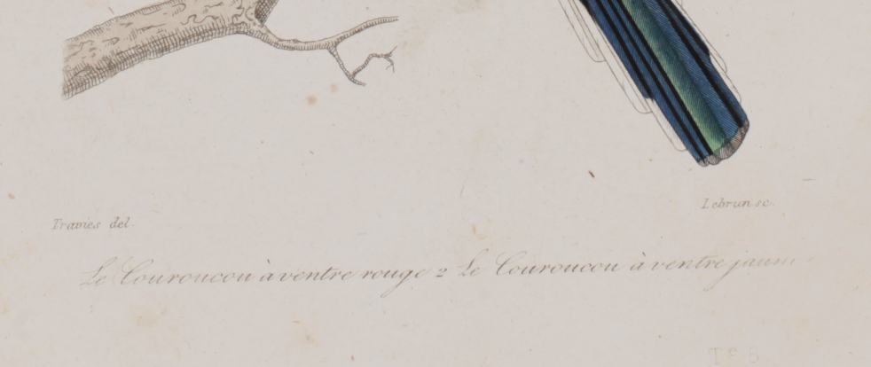 Lithography engraving vintage birds - Buffon 1850