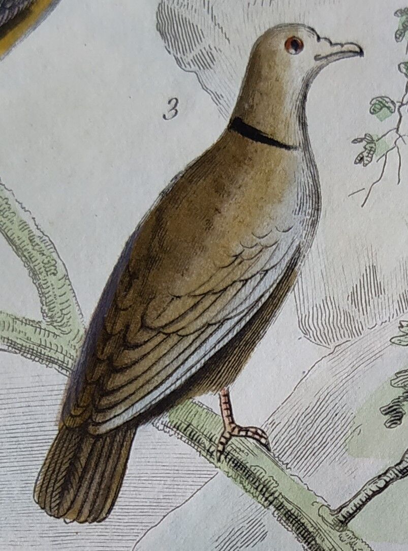Original Ornithological Plate "Wood Pigeon - Turtle Dove - &c..." Buffon 1836