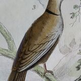 Original Ornithological Plate "Wood Pigeon - Turtle Dove - &c..." Buffon 1836
