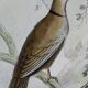 Original Ornithological Plate "Wood Pigeon - Turtle Dove - &c..." Buffon 1836
