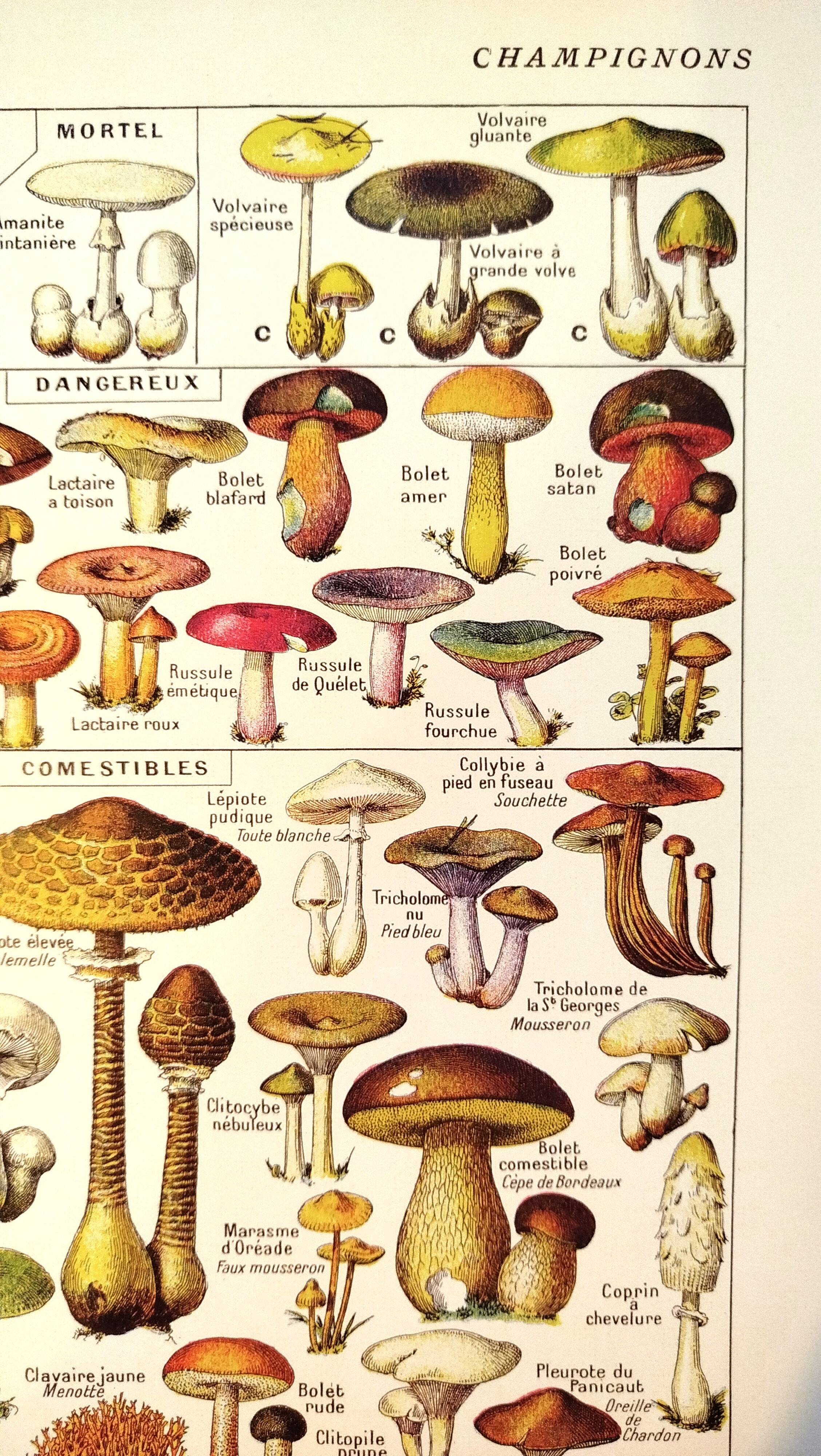 Mushroom poster, based on a 1920 lithograph